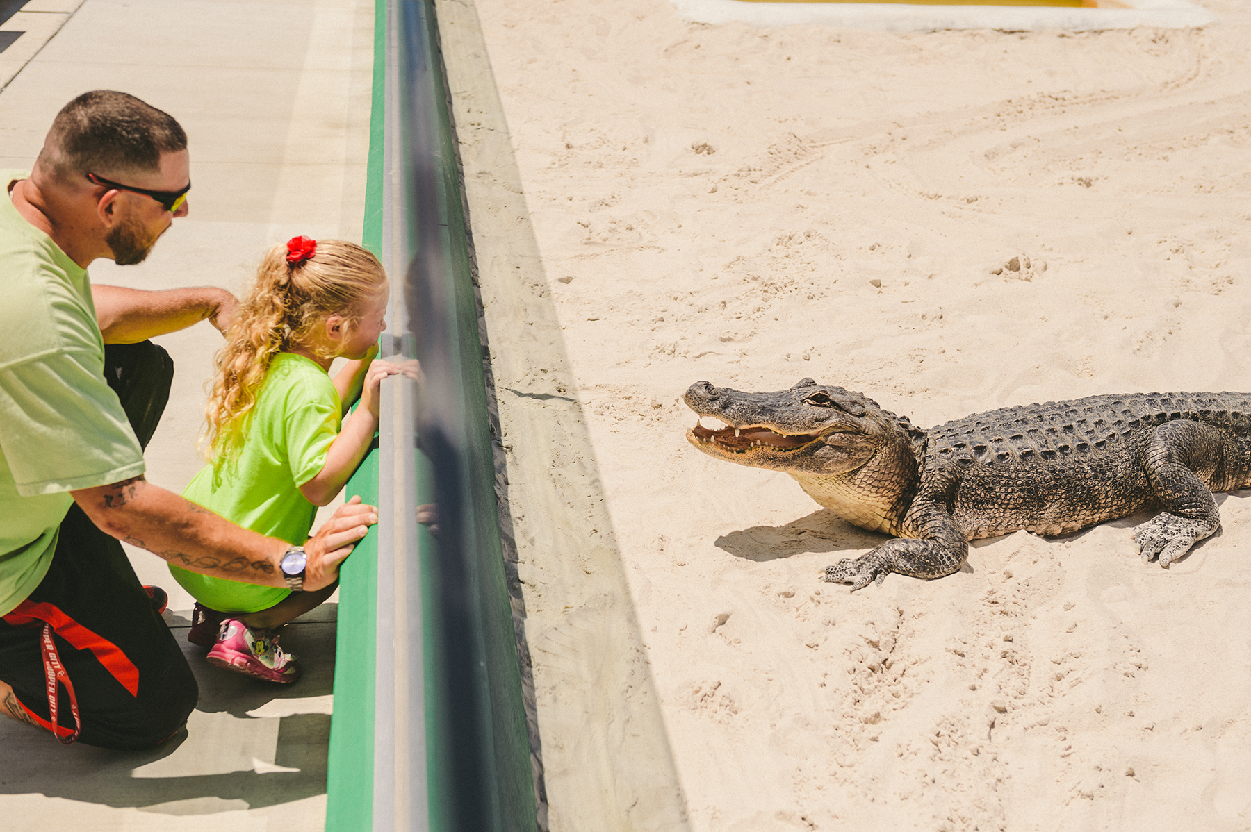 Man and child observe an alligator on sand behind a barrier.