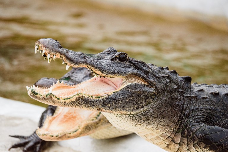 Close-up of a crocodile with open mouth and visible teeth.