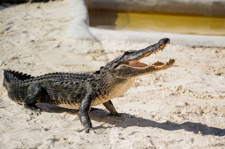 Alligator on sand with mouth open near small pool.