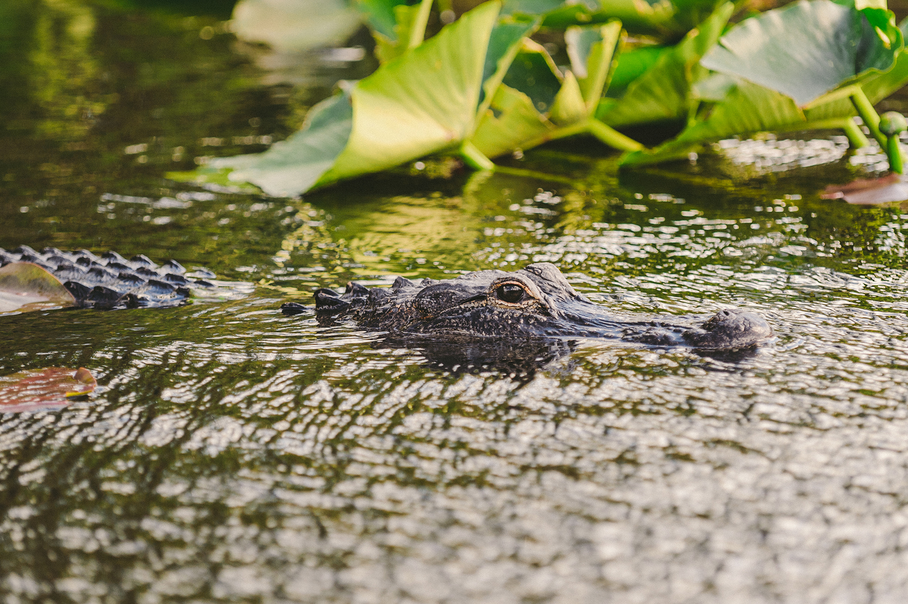 Crocodile swimming in water with green leaves on the surface.