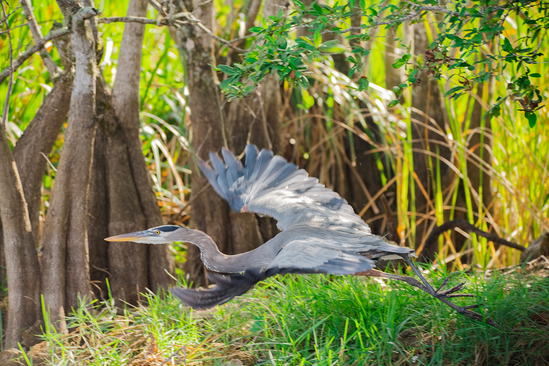 Heron flying low in a lush forest with wings spread wide.
