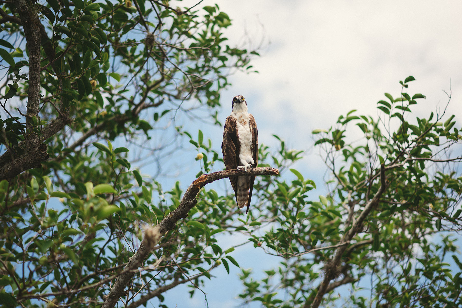 Bird perched on tree branch surrounded by green leaves.