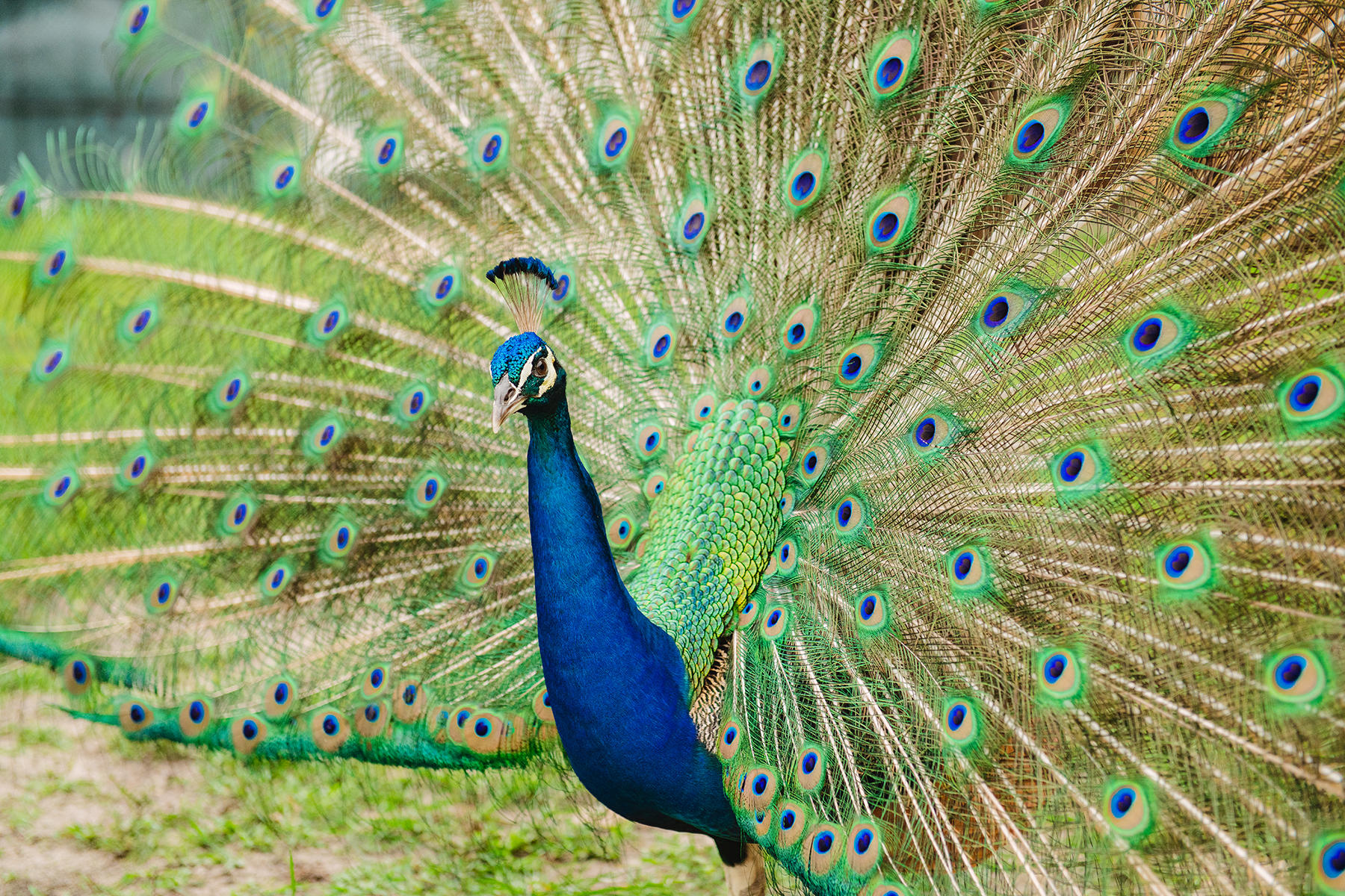 Peacock displaying its colorful feather train in a garden.