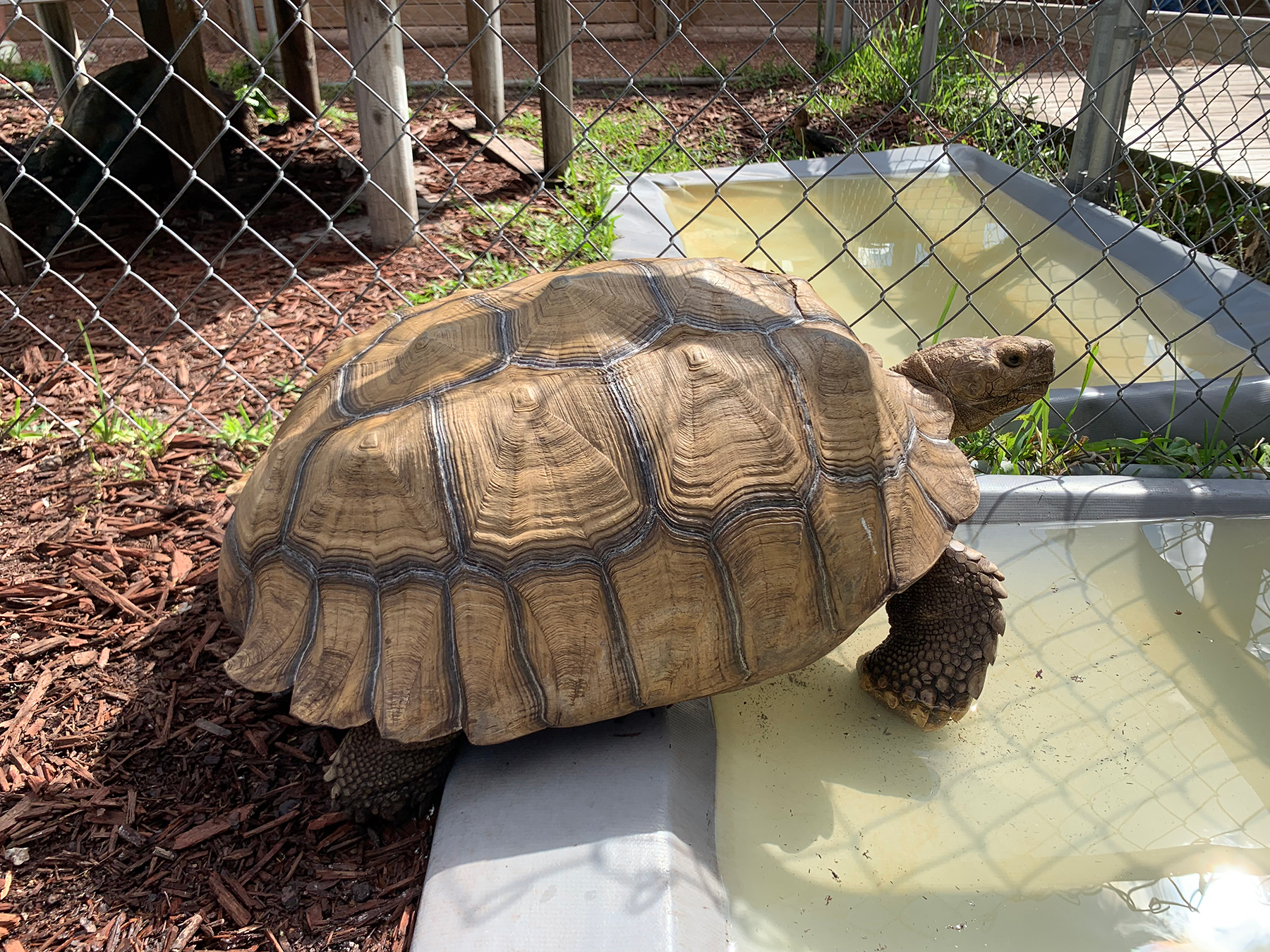 Tortoise near a water container by a chain-link fence.