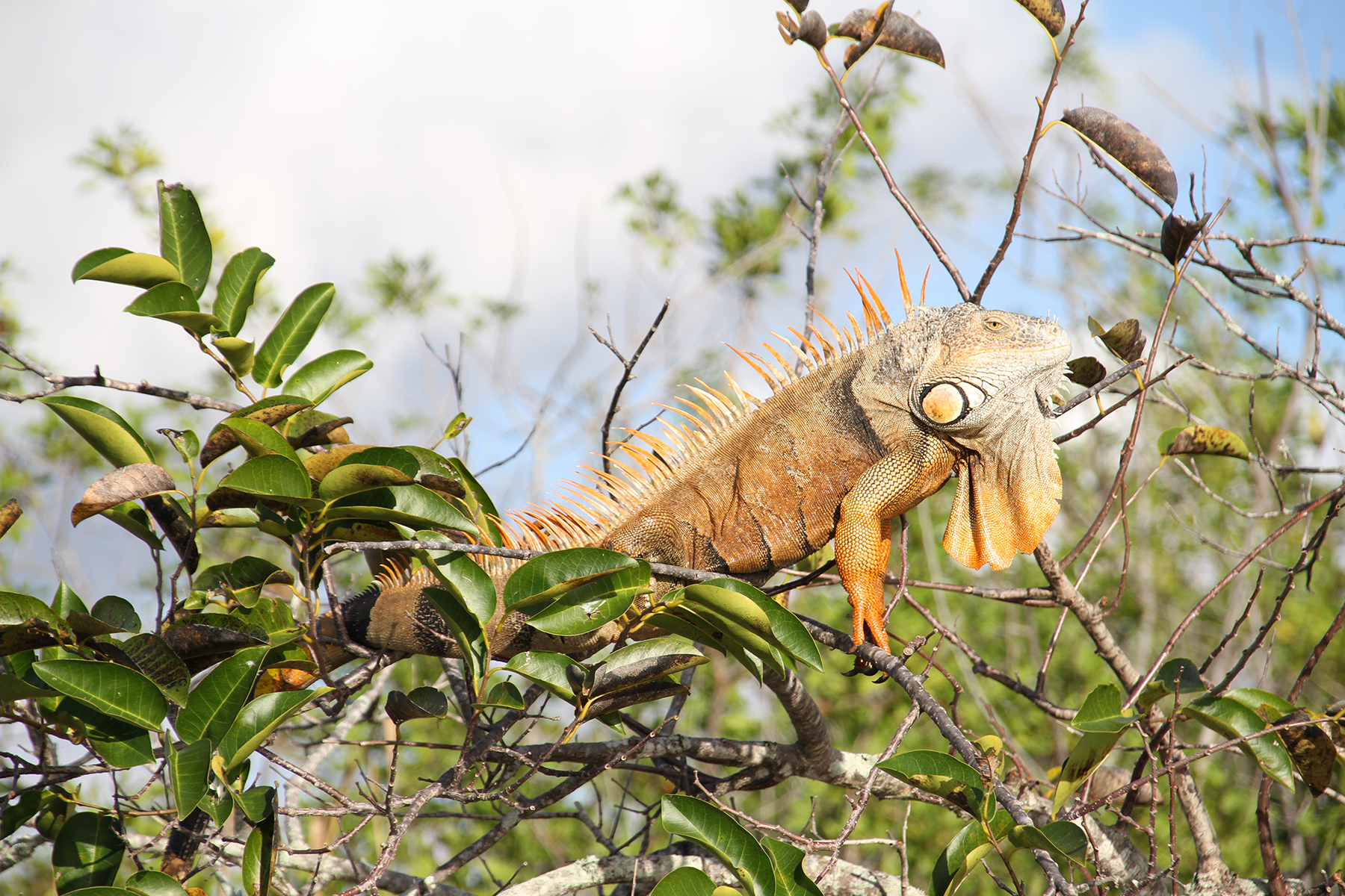 Iguana perched on tree branches, surrounded by green leaves.