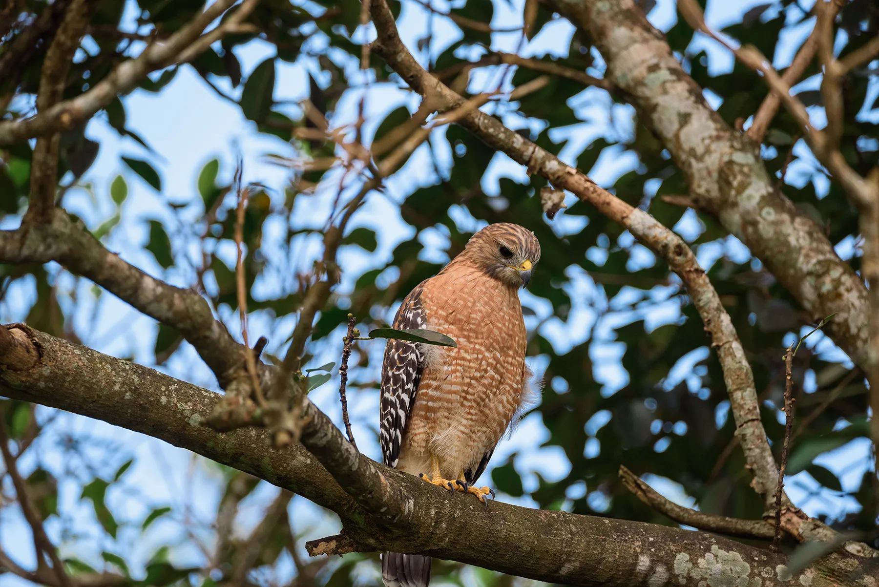 Hawk perched on tree branch with green leaves in background.