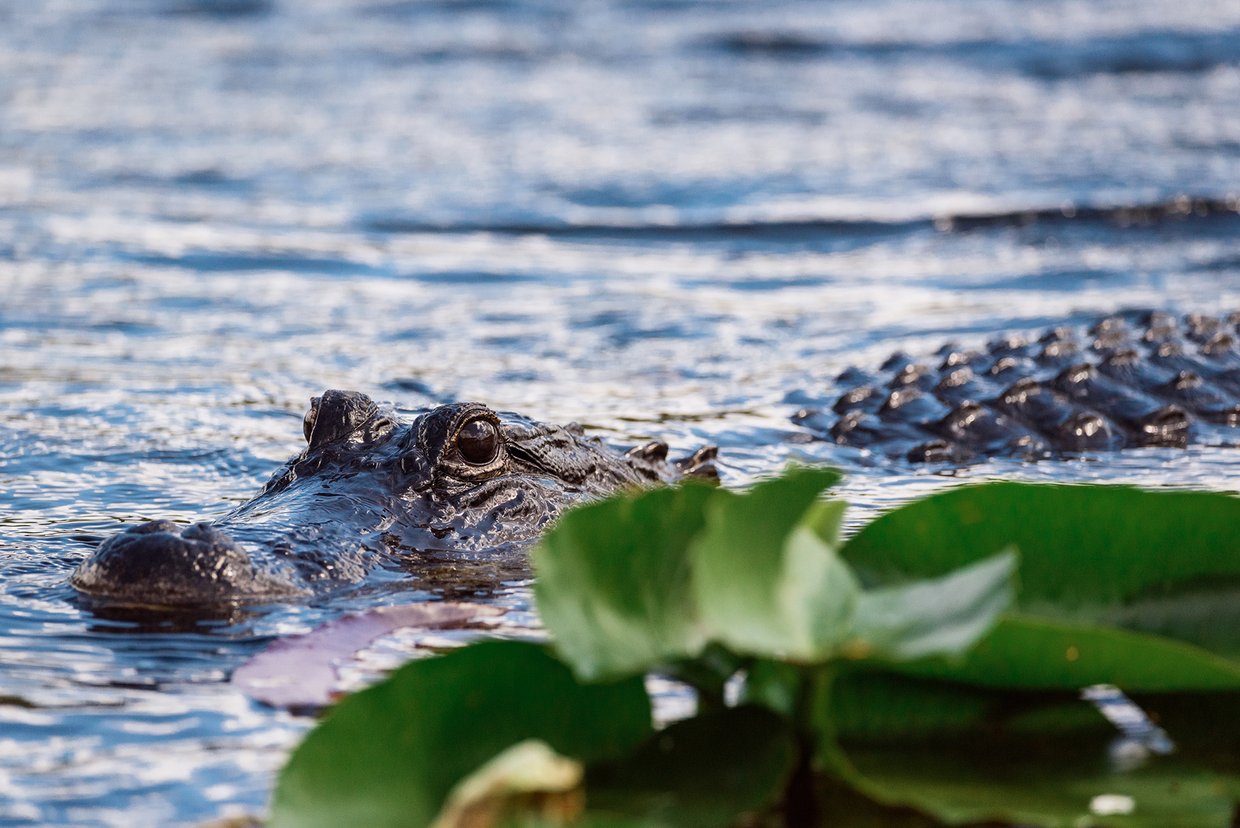 Alligator partially submerged in water with lily pads.