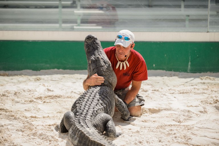 Person kneeling in sand, holding a large alligator.