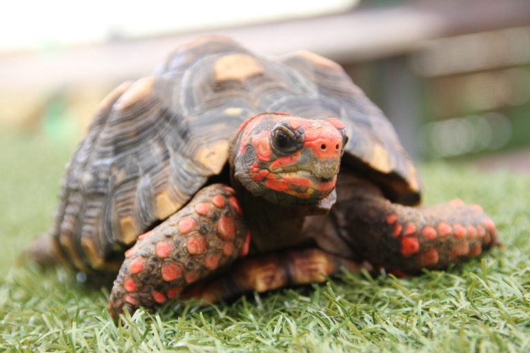 Tortoise with red and black shell on grass, close-up view.